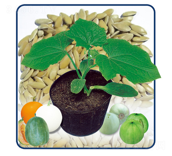 ��������һ̖(h��o)-�����ľ-��̩�_(d��)