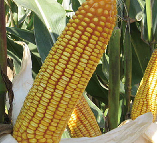 ����18-���׷N��-���r(n��ng)�N�I(y��)