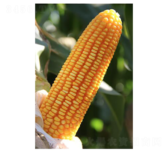 ��5̖(h��o)-���׷N��-���r(n��ng)�N�I(y��)