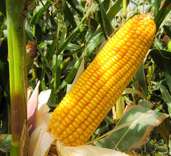 ����29-���׷N��-��ʥ�̷N�I(y��)