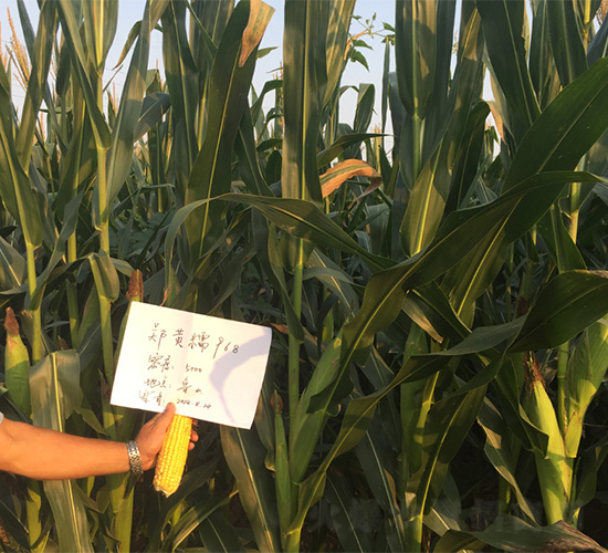 ���SŴ968-���׷N��-���S�r(n��ng)�I(y��)