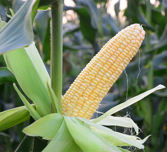 ����5̖-���׷N��-���S�r(n��ng)�I(y��)