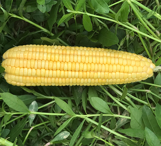 �S��1̖(h��o)-���׷N��-���S�r(n��ng)�I(y��)