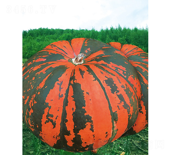 �M�}117-�ϹϷN��-����