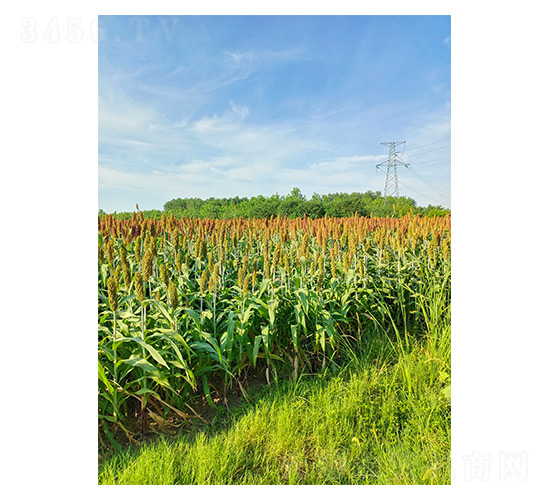 �����N��-��Ų�