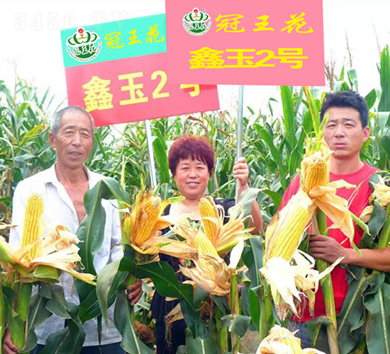 ����2̖-���׷N��-������