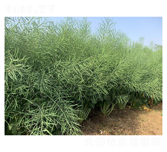 �Ͳ˷N��-������900-��̷N�I(y��)