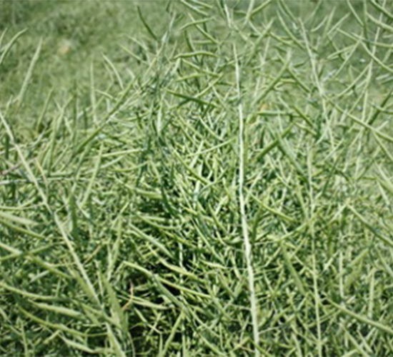 �K��1̖-�Ͳ˷N��-����N�I(y��)