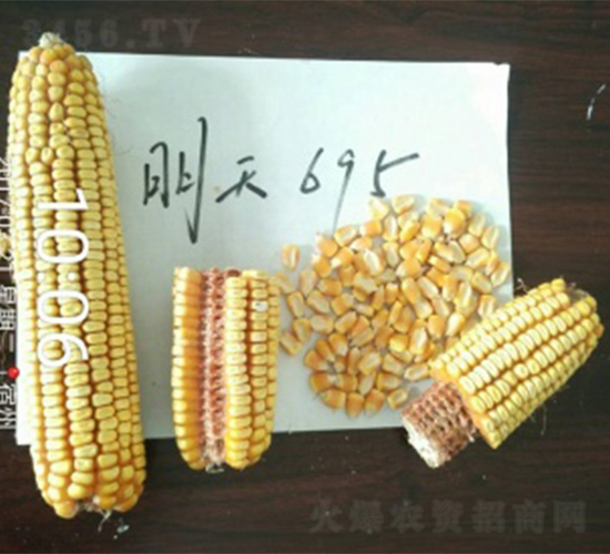 ����695-���׷N��-����N�I(y��)