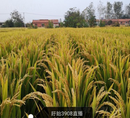 �Ͼ�3908-ˮ���N��-����N�I(y��)