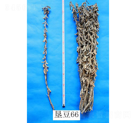 ����66-�󶹷N��-���S�N�I(y��)