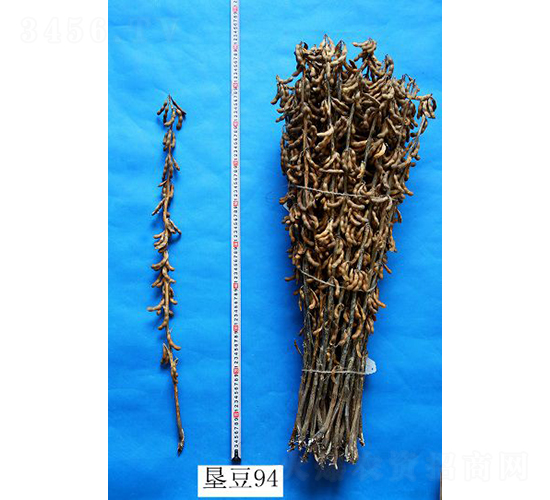 ����94-�󶹷N��-���S�N�I(y��)