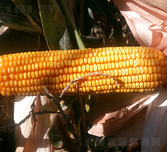 ����10̖-���׷N��-���S�N�I(y��)