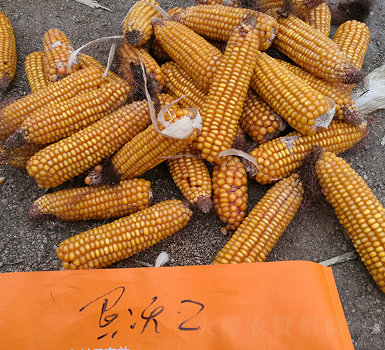 ����2̖(h��o)-���׷N��-���S�N�I(y��)