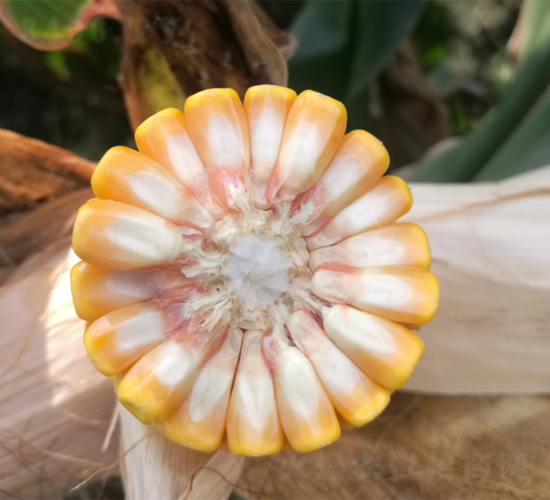 ������4̖-���׷N��-���S�N�I(y��)