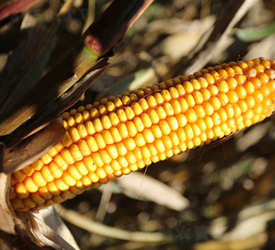 ������2̖(h��o)-���׷N��-���S�N�I(y��)