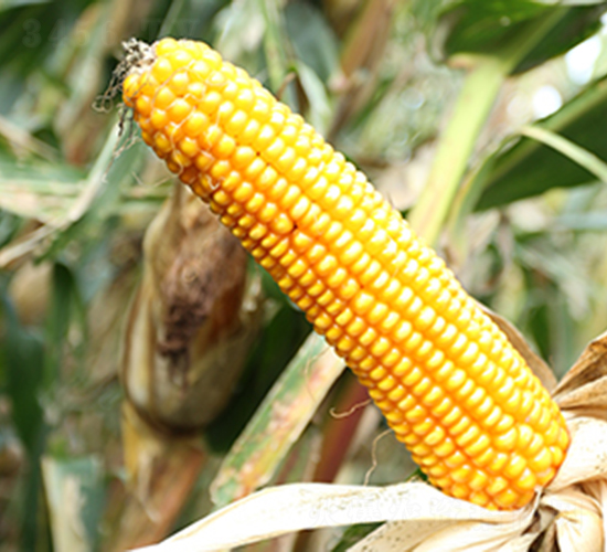 ������1̖-���׷N��-���S�N�I(y��)