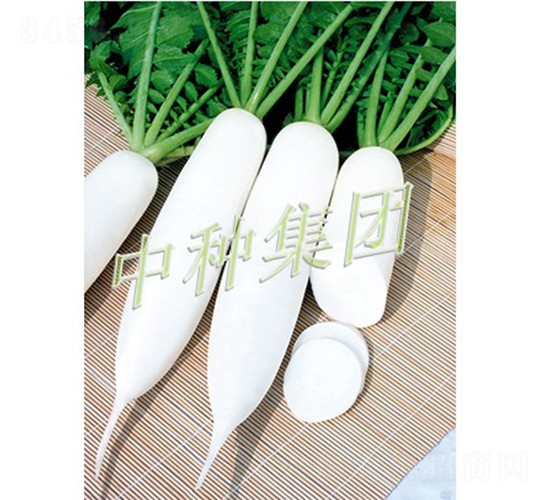 �L��1̖-�}���N��-�зN���F