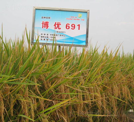 ����(y��u)691-ˮ���N��-�зN���F