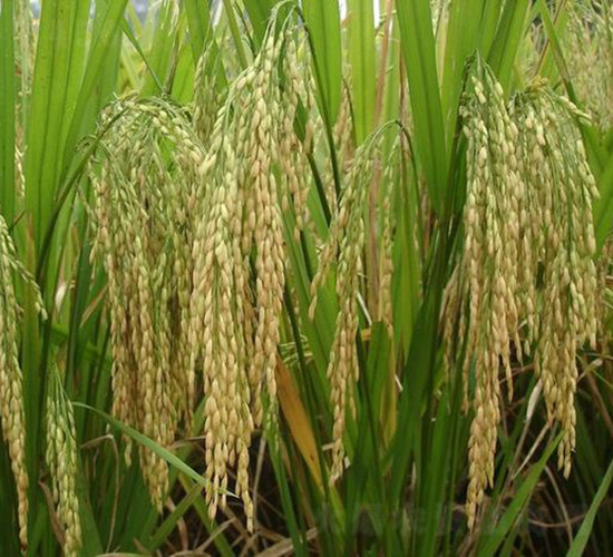 ���マ(y��u)208-ˮ���N��-�зN���F(tu��n)