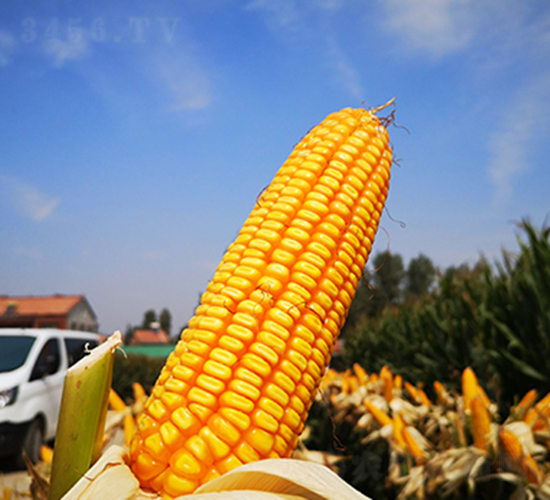 ��123-���׷N��-�f����r