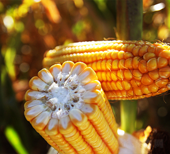 SPR����968-���׷N��-�f����r(n��ng)