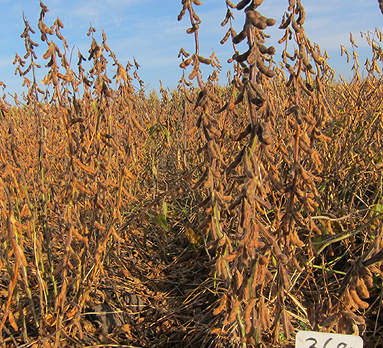 ���r(n��ng)42-�󶹷N��-���ƷN�I(y��)