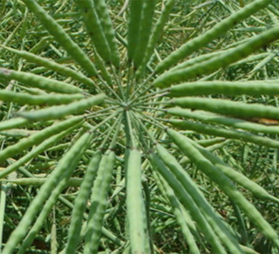 ʢ��664-�Ͳ˷N��-�t��N�I(y��)