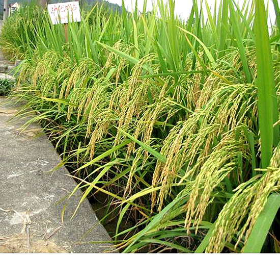 �o��(y��u)��ռ-ˮ���N��-�����N�I(y��)