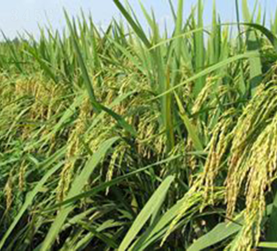 ï�Ƀ�(y��u)29-ˮ���N��-�Aï�߿�