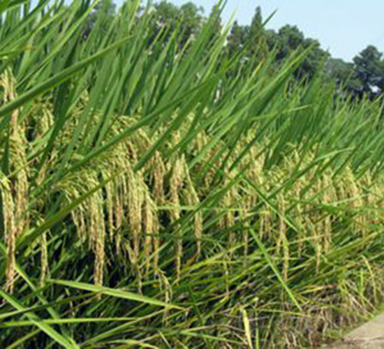 �r(n��ng)�Ƀ�(y��u)����-ˮ���N��-�Aï�߿�