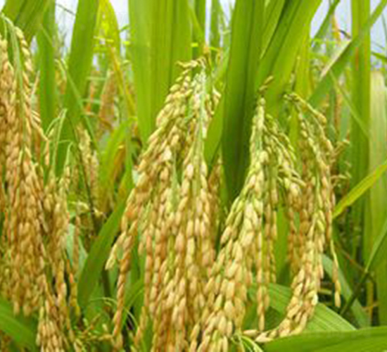 �؃�(y��u)161-ˮ���N��-�Aï�߿�