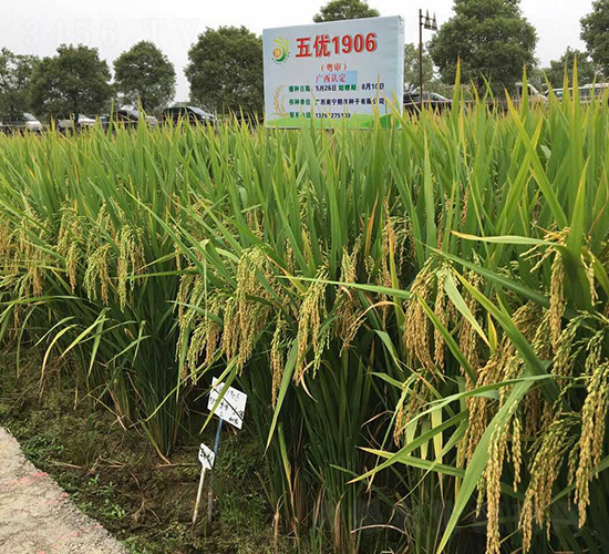 �僞(y��u)1906-ˮ���N��-�Aï�߿�