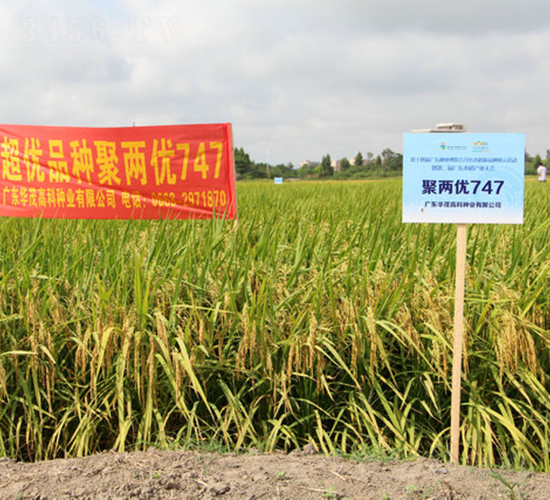 �ۃɃ�(y��u)747-ˮ���N��-�Aï�߿�