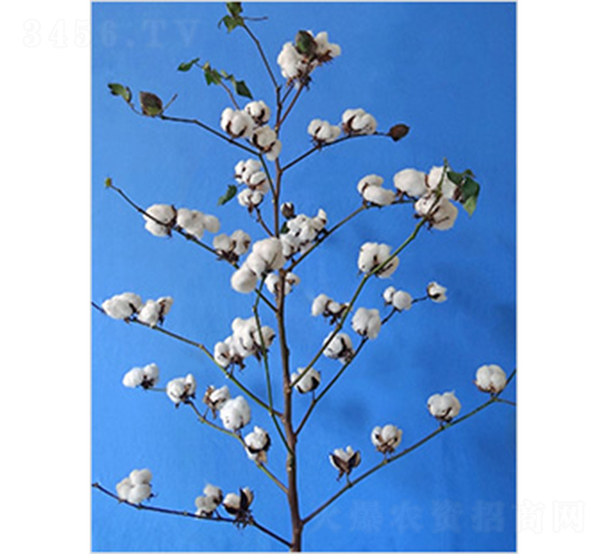 ����338-�޻��N��-�y�d�N�I(y��)