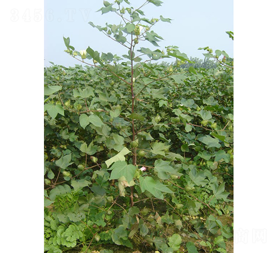 �ƿ���2̖-�޻��N��-�y�d�N�I(y��)