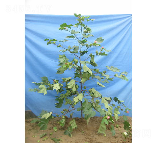 �x��38-�޻��N��-�y�d�N�I(y��)