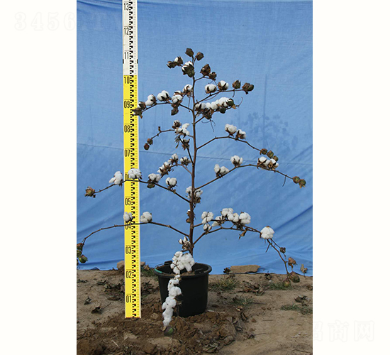 �y�d��14̖-�޻��N��-�y�d�N�I(y��)