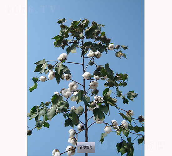 �y�d��8̖(h��o)-�޻��N��-�y�d�N�I(y��)