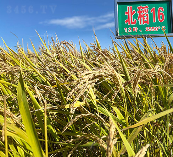 ����16̖(h��o)-ˮ���N��-���ϷN�I(y��)