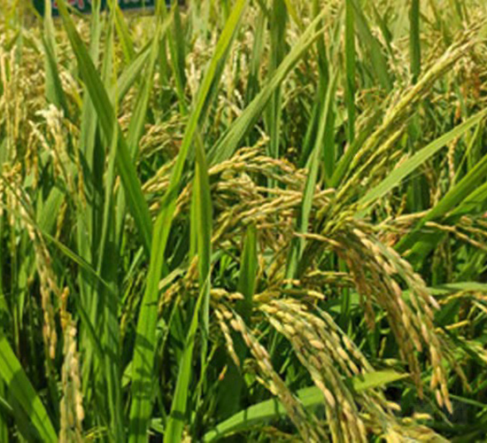 ����7̖(h��o)-ˮ���N��-���ϷN�I(y��)