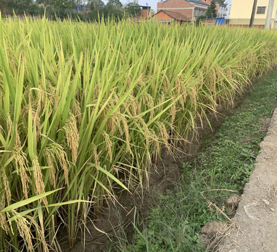 ���r(n��ng)��(y��u)446-�pһ����(y��u)�|(zh��)��-��һ�N�I(y��)