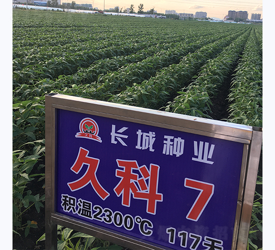 �ÿ�7̖(h��o)-�󶹷N��-�L(zh��ng)�ǷN�I(y��)