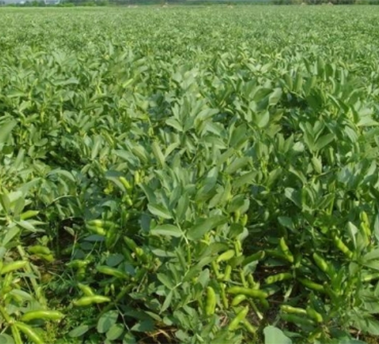 ���̴����G-�󶹷N��-��طN�I(y��)