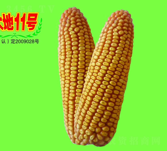 ���11̖(h��o)-���׷N��-��طN�I(y��)