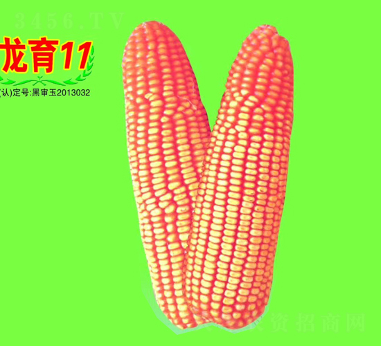 ����11̖-���׷N��-��طN�I(y��)