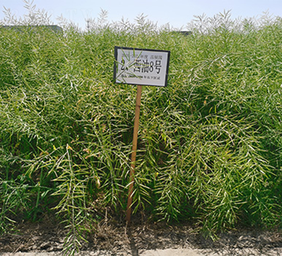 ����8̖(h��o)-�Ͳ˷N��-��(r��n)�P(y��ng)�N�I(y��)