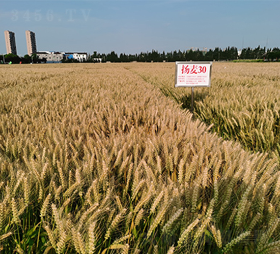 �P(y��ng)��30-С���N��-��(r��n)�P(y��ng)�N�I(y��)