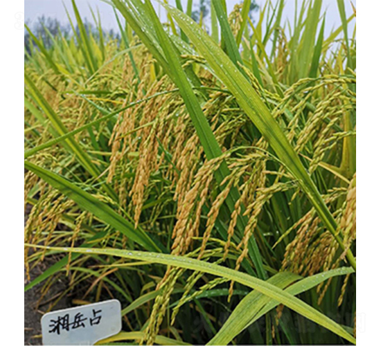 ����ռ-ˮ���N��-���P�N�I(y��)