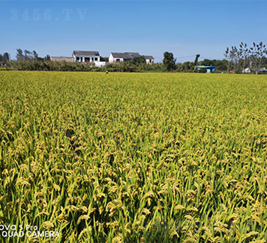 �L(zh��ng)�r(n��ng)��1̖(h��o)-ˮ���N��-��(r��n)�P(y��ng)�N�I(y��)